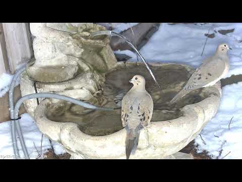 2023JAN23 Two doves - Deux colombes