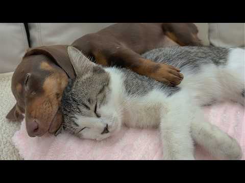 YouTube 썸네일