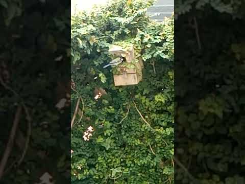 冬にシジュウカラの巣箱をどこに置くか？この鳥を引き寄せるには何を入れたらいいでしょうか？従うべき 3 つの重要なヒント  庭園