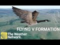 The Sciense behind geeese flying 'V' formation