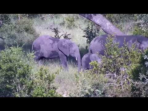 Djuma: Small group of Elephants feeding acros the dam - 16:44 - 01/16/2023