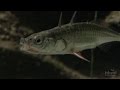Making of the Fittest: Evolution of the Stickleback Fish — HHMI BioInteractive Video