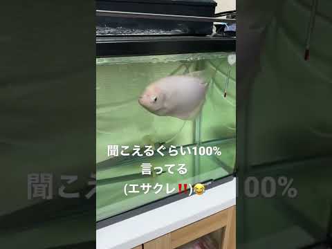 ブルーグラミー (Trichogaster trichopterus)