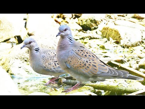 Turtle Dove Call — Streptopelia turtur