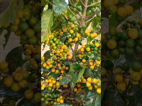 CAFE DE BREJÃO PERNAMBUCO SETEMBRO DE 2026