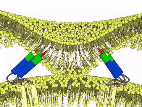 Principles of virus fusion