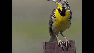 Meadowlark Instrumental