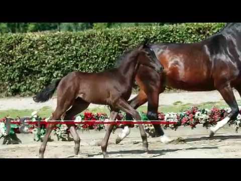 131 Fabio Montale Hengst v. Fürsten-Look - San Amour I