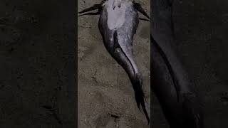 Download lagu Real Mermaid caught in Muizenberg South Africa mp3