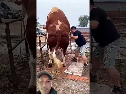 ಐಗಳಿ ಜಾತ್ರೆ 2025 🥳🚩 ಉಮರಾಣಿ ಸೋನ್ಯಾ 🥁🤙🚩🔜 #trending #cow #bullfarm #automobile #bull #car #battleroya