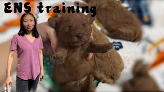 ENS training for Red toy poodle puppies- week 2 | 🇺🇸玩具泰迪宝宝，可爱小奶狗们第2周随拍