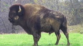 Охота #101 в США на бизона, марала, в прериях штата Иллинойс