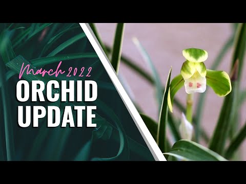 March 2022 Orchid Collection Updates - New Projects, Plants, and More