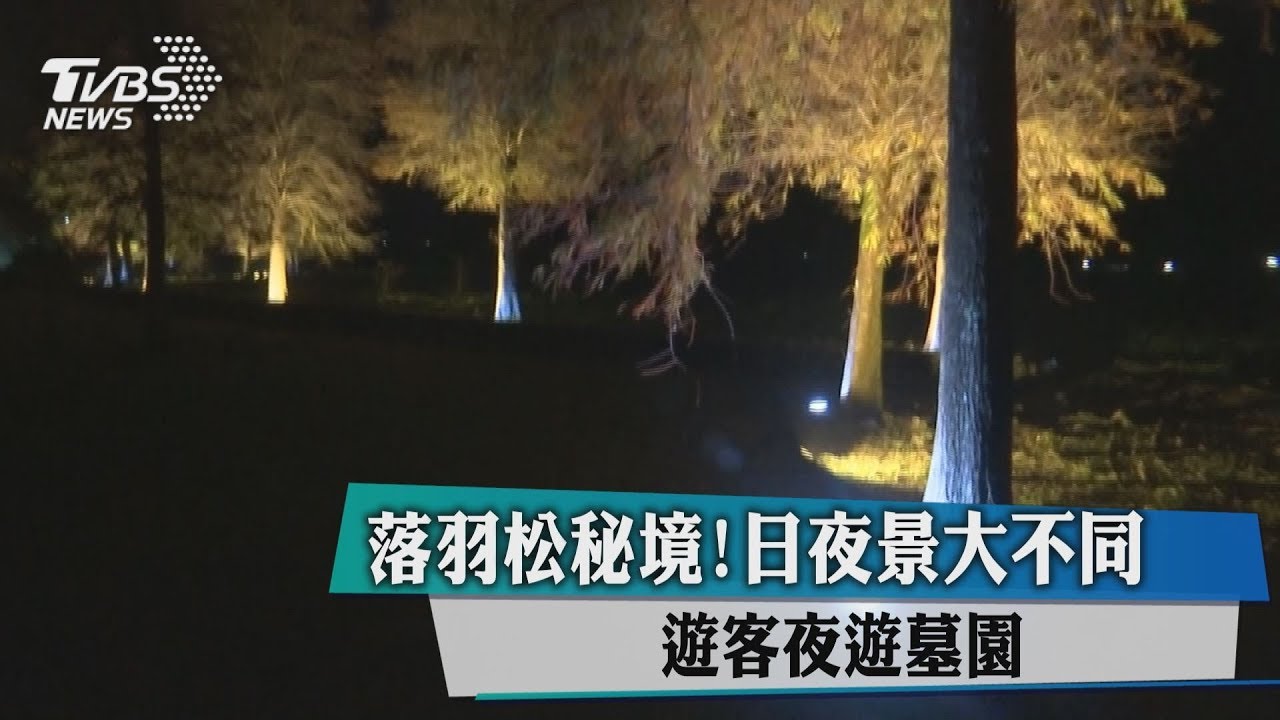 墓仔埔也敢去!夜遊墓園旁落羽松秘境正夯