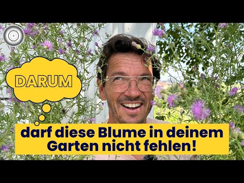 EXTREME insect magnet for HEAT & DRYNESS!!! Flowering wonder: panicle knapweed, Centaurea stoebe