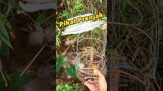 Download lagu Pikat Prenjak bisa segreget ini 😁 #pikatburung #pikatprenjak #prenjak mp3 Download lagu Pikat Prenjak bisa segreget ini 😁 #pikatburung #pikatprenjak #prenjak mp3