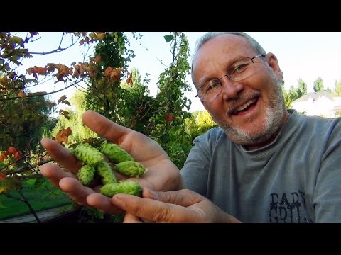 HBW 111: All things Hops! Hop lines and rig, picking, drying, and vacuum sealing
