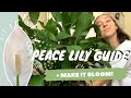 PEACE LILY CARE + PROPAGATION | make your peace lily flower | spathiphyllum dry tips