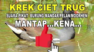 Download lagu KREK CIET TRUG..SUARA PIKAT BURUNG MANDAR/PELAN/MOORHEN..MANTAP...DIJAMIN KENA.. mp3 Download lagu KREK CIET TRUG..SUARA PIKAT BURUNG MANDAR/PELAN/MOORHEN..MANTAP...DIJAMIN KENA.. mp3