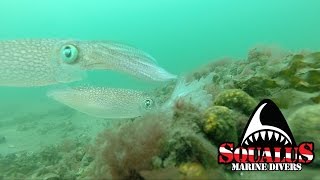 SOUND BEACH LONG ISLAND SCUBA DIVE- SQUALUS MARINE DIVERS