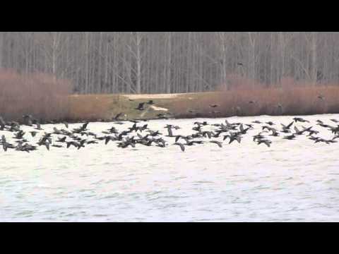 Birding Slovakia (Ivan Bartko) - Phalacrocorax carbo - Kormorán veľký