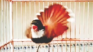 Download lagu SUARA BURUNG SIKATAN KIPAS GACOR EMOSI ngotot pancingan sikatan kipas bahan agar bunyi mp3