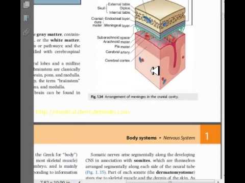 Anatomie - 8 - Système nerveux  partie 1 - Dr Astuce