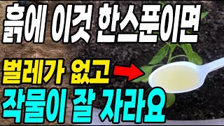 텃밭에 이것 한스푼이면 벌레가 없고 작물이 잘자라 수확량 대박!
