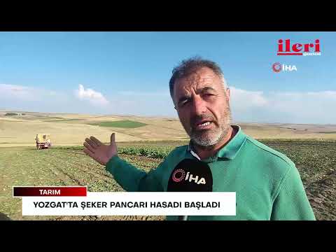 Yozgat'ta şeker pancarı hasadı başladı | İleri Gazetesi
