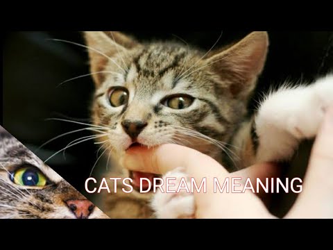 What do cats dreams mean? || Cats dream meaning || Cat angry at you- Cat biting you dream meaning