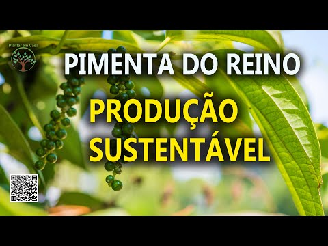 , title : 'Produção Sustentável de Pimenta do Reino'