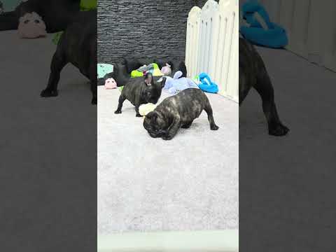 Video 8