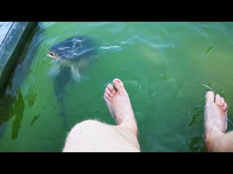 IKRÉNY, ahol delfinek helyett PONTYOKKAL úszhatunk!