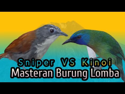 Masteran Burung Lomba: Burung Sniper Vs Burung Kinoi