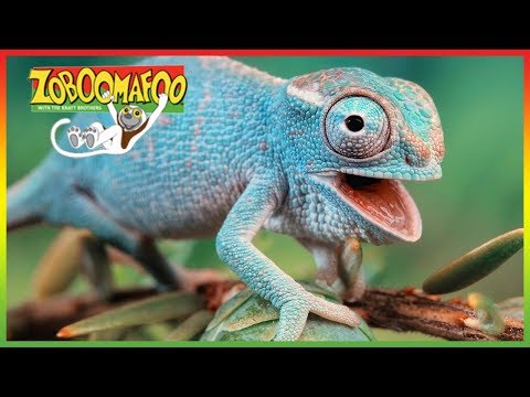 🦎 Zoboomafoo 248 | Buddies | Animal shows for kids | Full Episode | HD 🦎