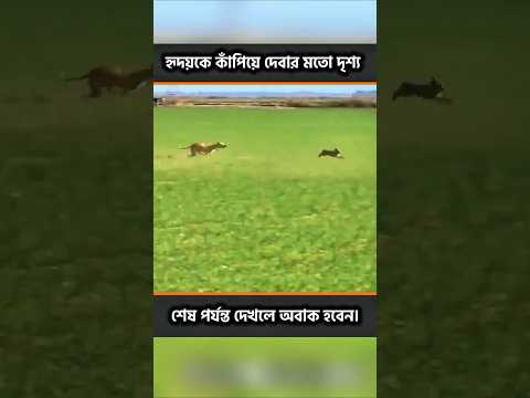 চোখের পলকেই গায়েব! ৩টি কুকুরকেও হার মানালো এই খরগোশ! #shorts