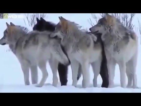 Mystery Of The Wolf