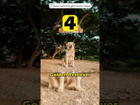 5 most popular dog breeds #shorts #shortsvideo #viral #youtubeshorts #shortsfeed #dog