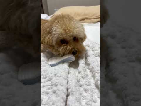 経営学科 飼い主のベッド大好きトイプードル12ヶ月 #toypoodle #トイプードル