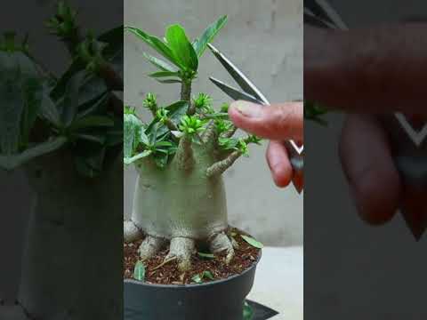 Die Wüstenrose. Gartenarbeit. Blume. Bonsai. Zimmerpflanze. Adenium. Dünger.