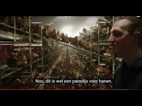 , title : 'De dames van Lalkens leggen 30.000 eieren per dag - Bie de Boer (13)'