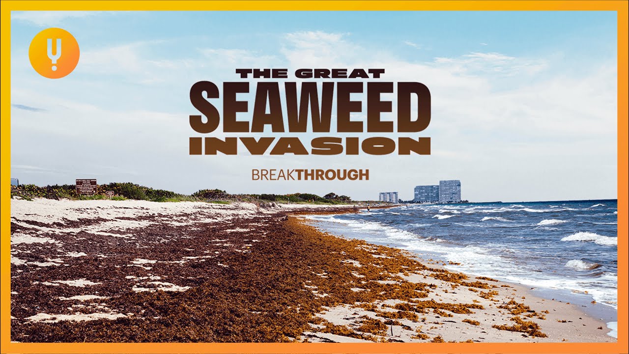 The Great Seaweed Invasion | Breakthrough