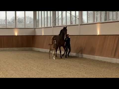 ESCOLAR X SIR DONNERHALL X WEIHEGOLD