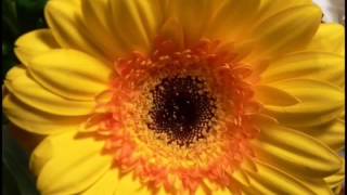 Između nas - Azra Cover by Jasmin A.