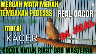 Download lagu MERBAH MATA MERAH GACOR COCOK UNTUK PIKAT DAN TERAPI BURUNG MERBAH MATA MERAH !!!,... mp3 Download lagu MERBAH MATA MERAH GACOR COCOK UNTUK PIKAT DAN TERAPI BURUNG MERBAH MATA MERAH !!!,... mp3