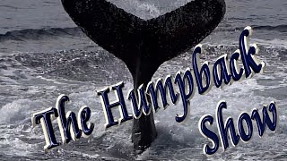 🐳 Amazing Humpback Whale Show (Antarctica)
