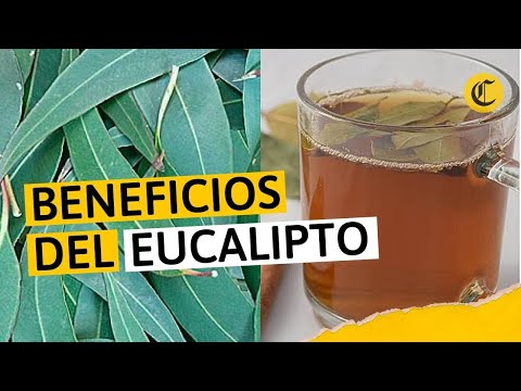 Beneficios del EUCALIPTO para las enfermedades respiratorias