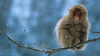 Dave Matthews - Proudest Monkey - crash (audio)