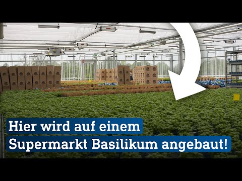 Basilikumfarm und Fischzucht auf Supermarkt-Dach in Wiesbaden | hessenschau