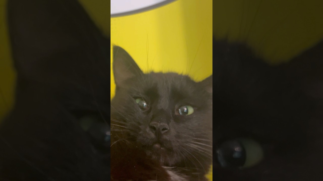 Enlarge Pua, a ADOPTABLE Bombay in Los Angeles, CA video 1/4